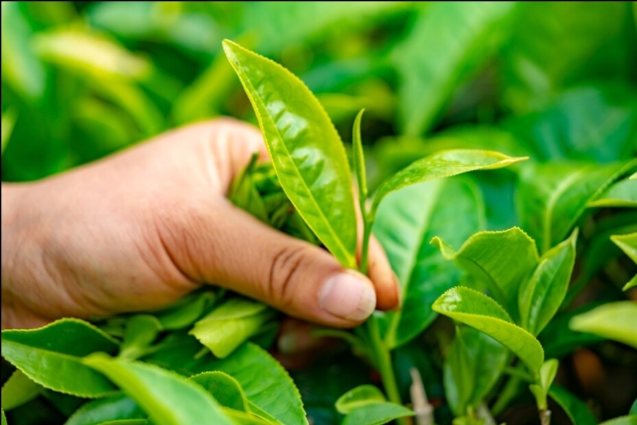Ceylon of Nature’s silver tip tea Organic leaf loose 100g Original factory fresh