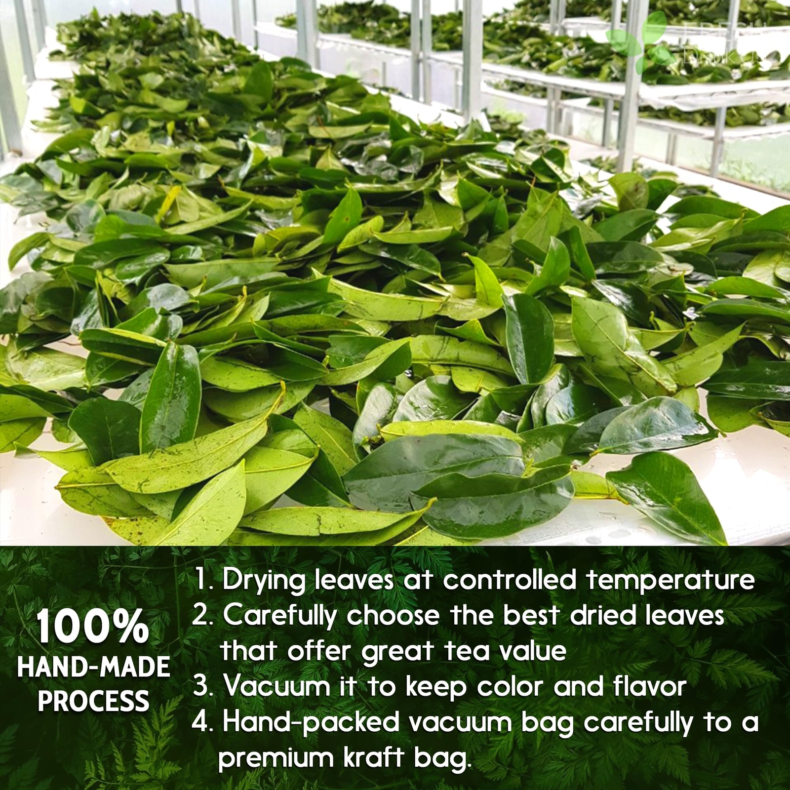 40 Premium Soursop Graviola Leaf Tea Bags 100% Natural and Pure from Soursop …