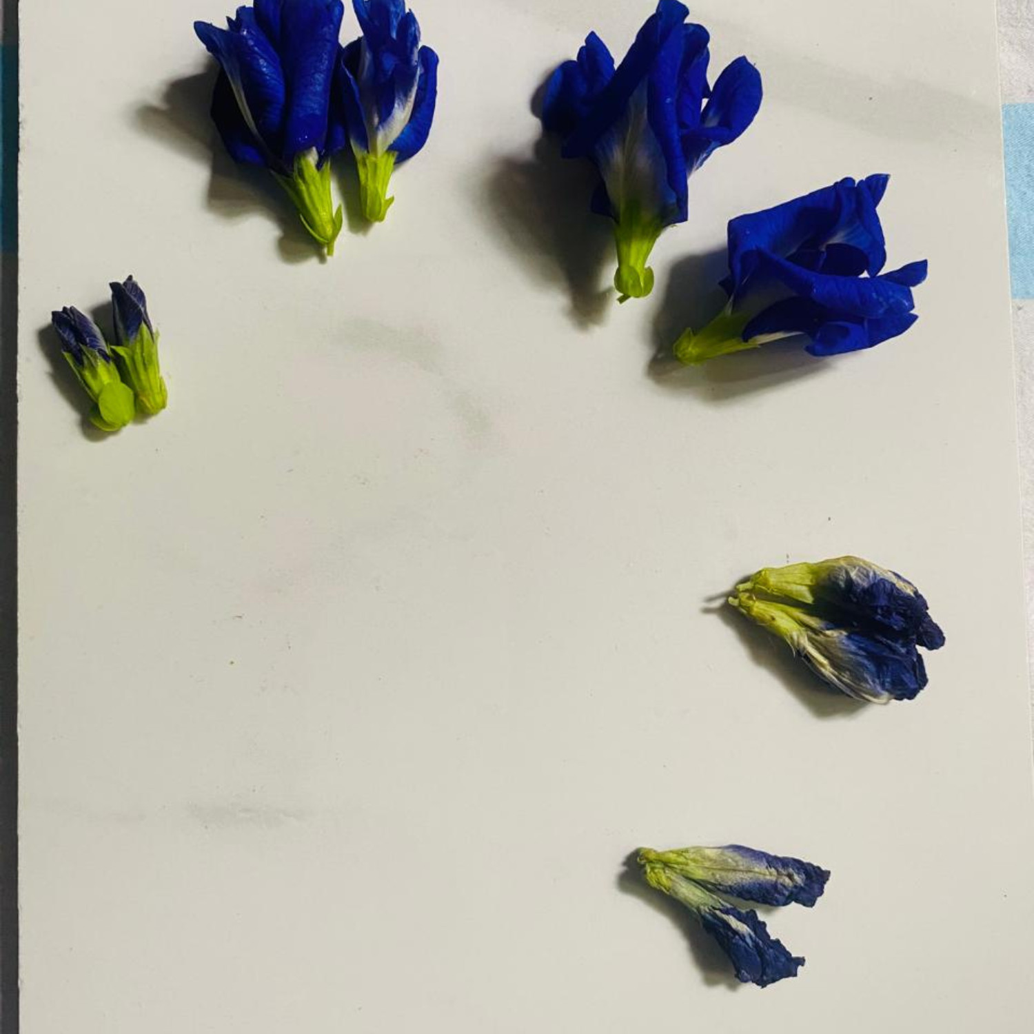 Sri Lankan Blue Butterfly Pea Flower Seeds 100% Organic Nil Katarolu (50g)