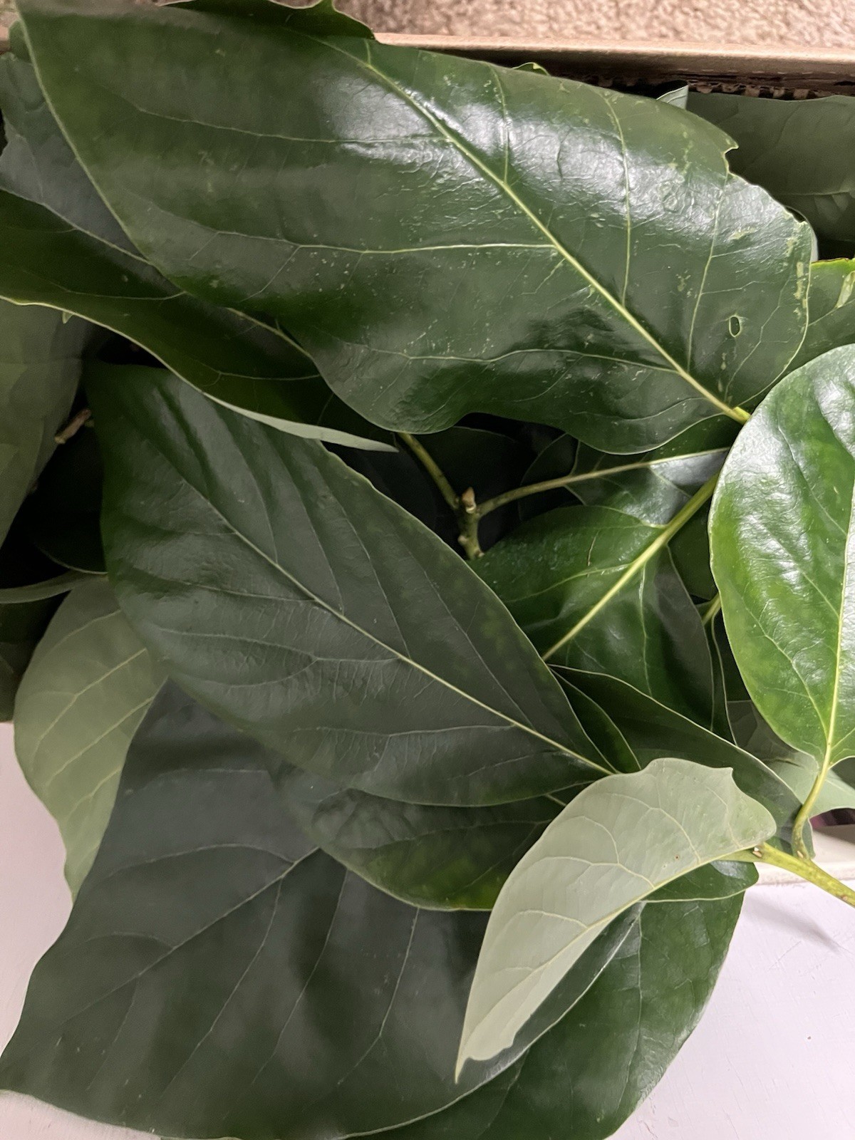 25 FreshAvocado Leaves Herbal Tea 100% Organic Florida Grown USA