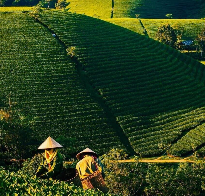 Vinatea Green Tea With Delightful Aruma Thai Nguyen Vietnam Large Bag 420 Grams