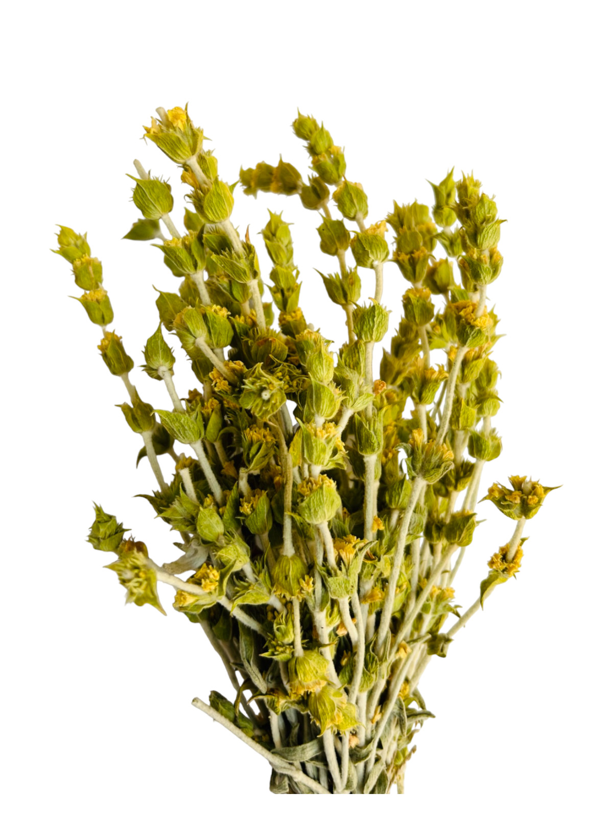 Organic Greek Mountain Τea Sideritis Scardica 950g(33.5oz) | Harvest June 2023