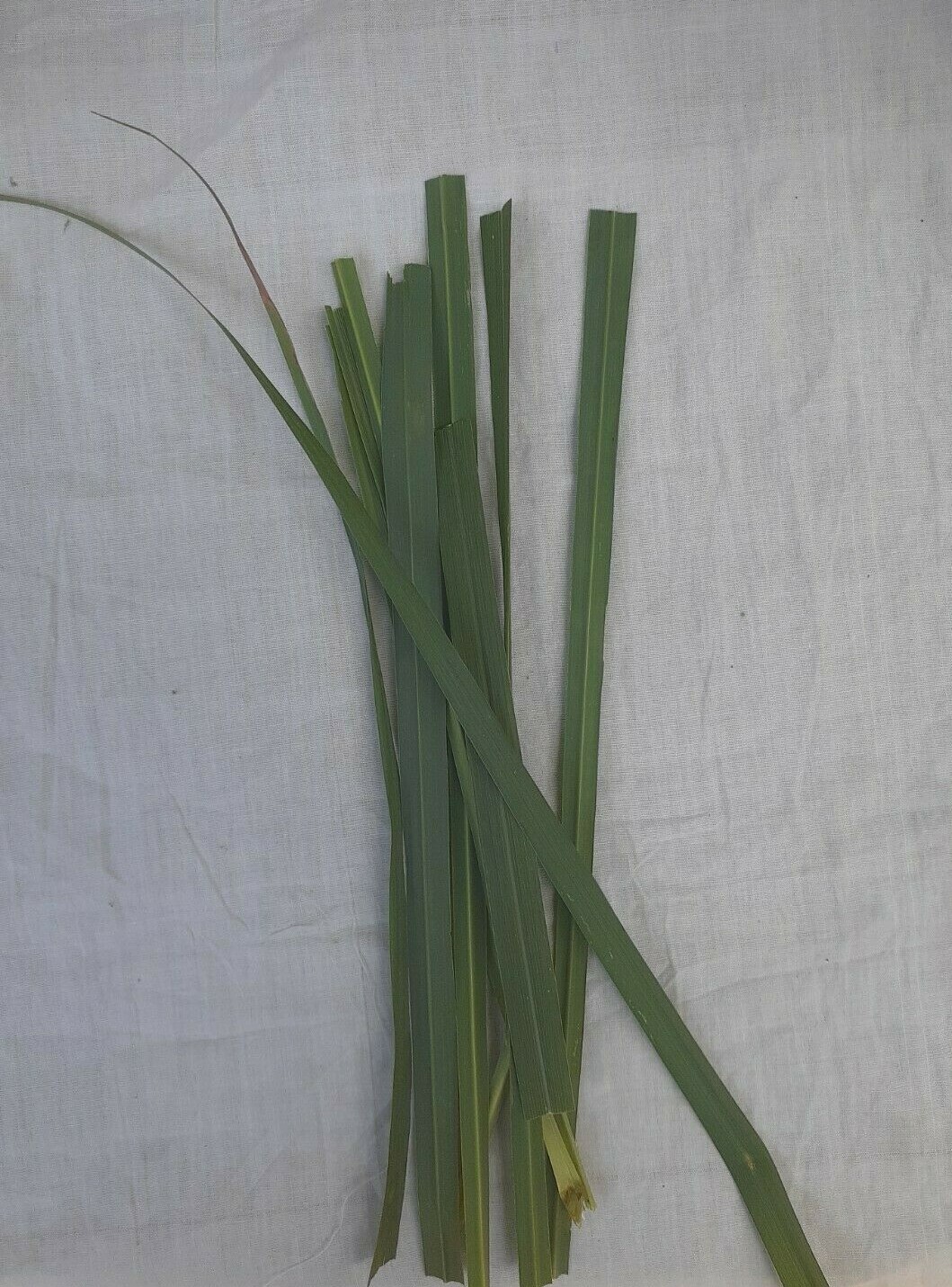 Ceylon Natural Dried Lemongrass Leaves for Herbal Tea Cetronella Cymbogon 100g