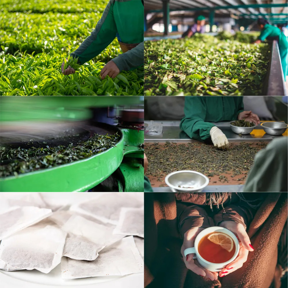 Premium White Mulberry & Pandan Herbal Tea – 100% Natural Thai Blend X 3 Packs
