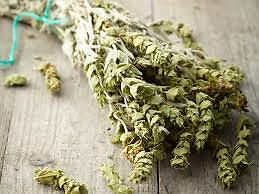Greece Mountain tea wild organic bunch sideritis scardica ironwort handpicked