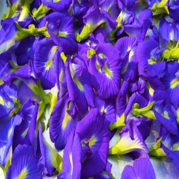 Indigo blooms : The ultimate dried blue pea flower emporium