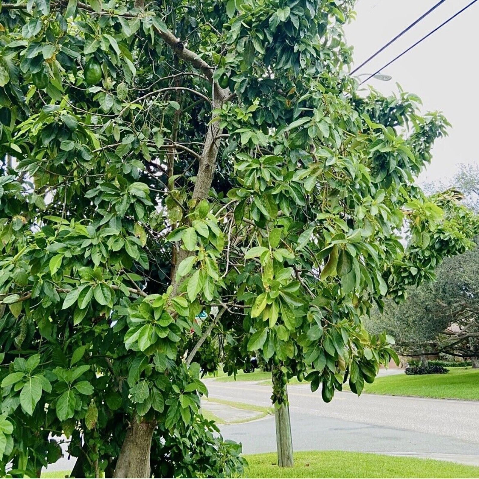 16 Fresh Avocado Leaf For Herbal Tea Organically Grown No Pesticides Home-grown
