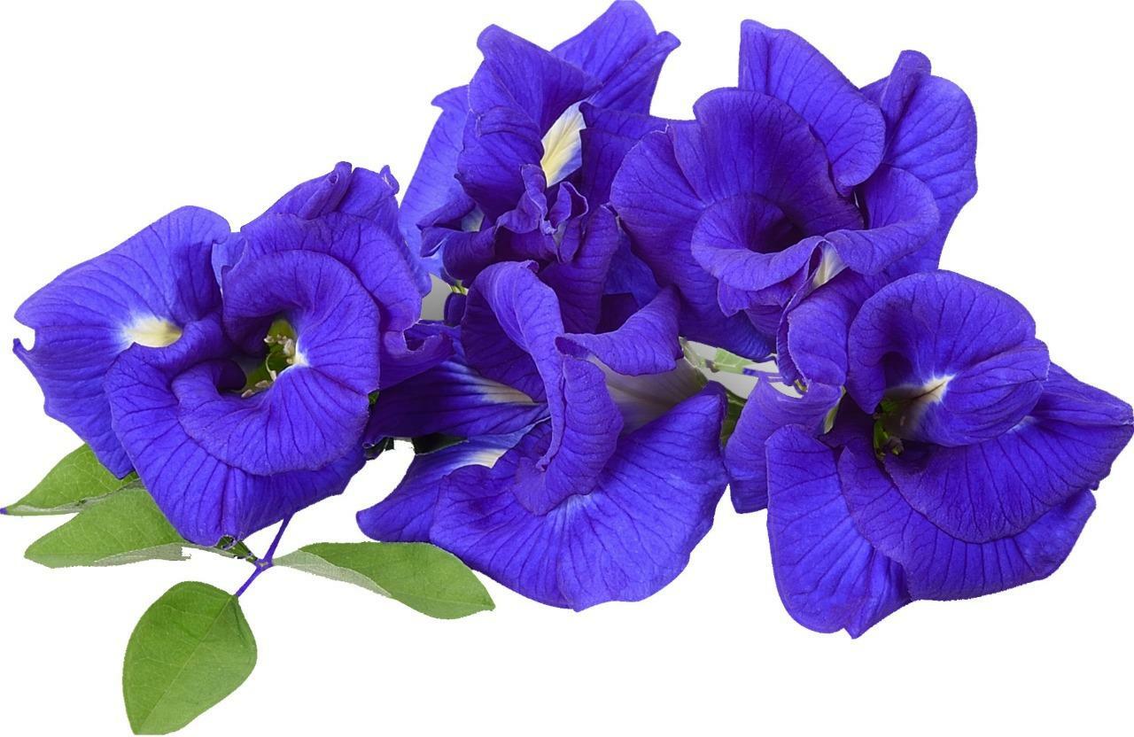 Number One ChaTraMue Hand Brand Jasmine Butterfly Pea Green Tea 5.29 Oz. (150 g)