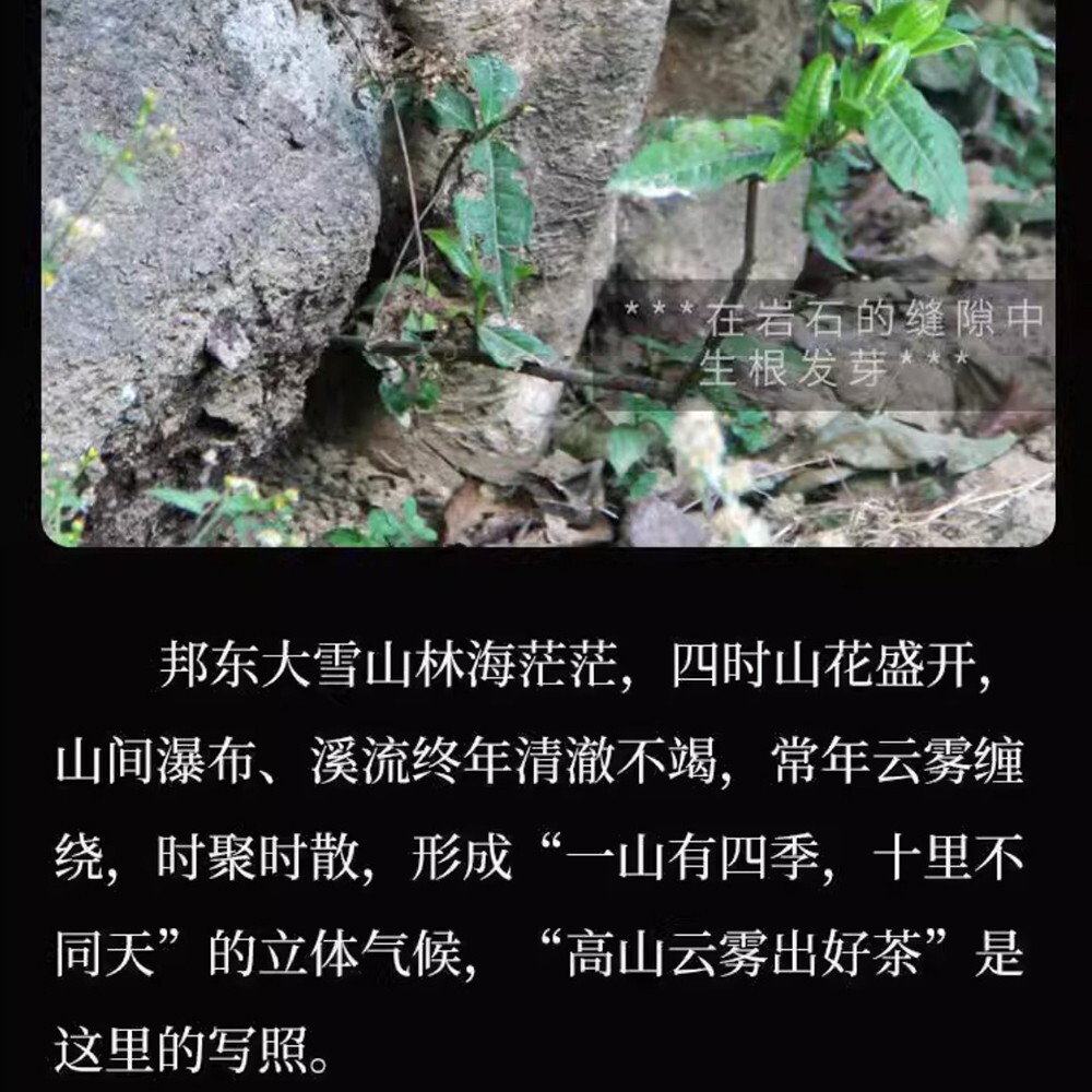 Pu-erh tea,2016,SHENG JIA YUAN,邦東 Bangdong,357g,cooked