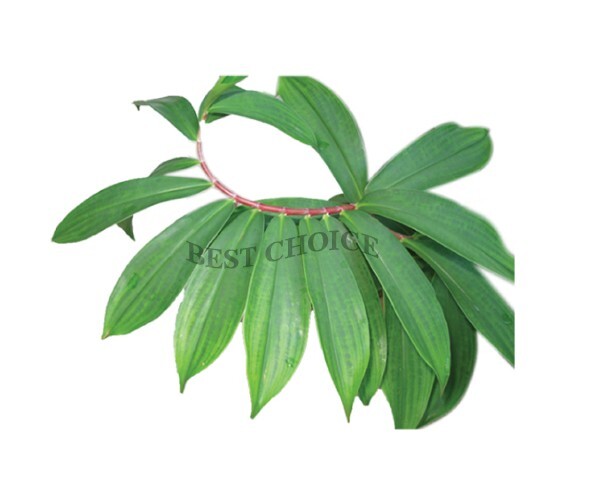 Insulina Plant Organic Dried Leaves Powder ( Costus Igneus ) Thebu