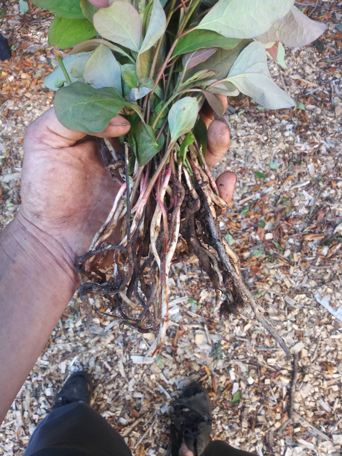 Sassafras Root 1lb Sustainably Harvested Garden Grown 100% Organic Non GMO