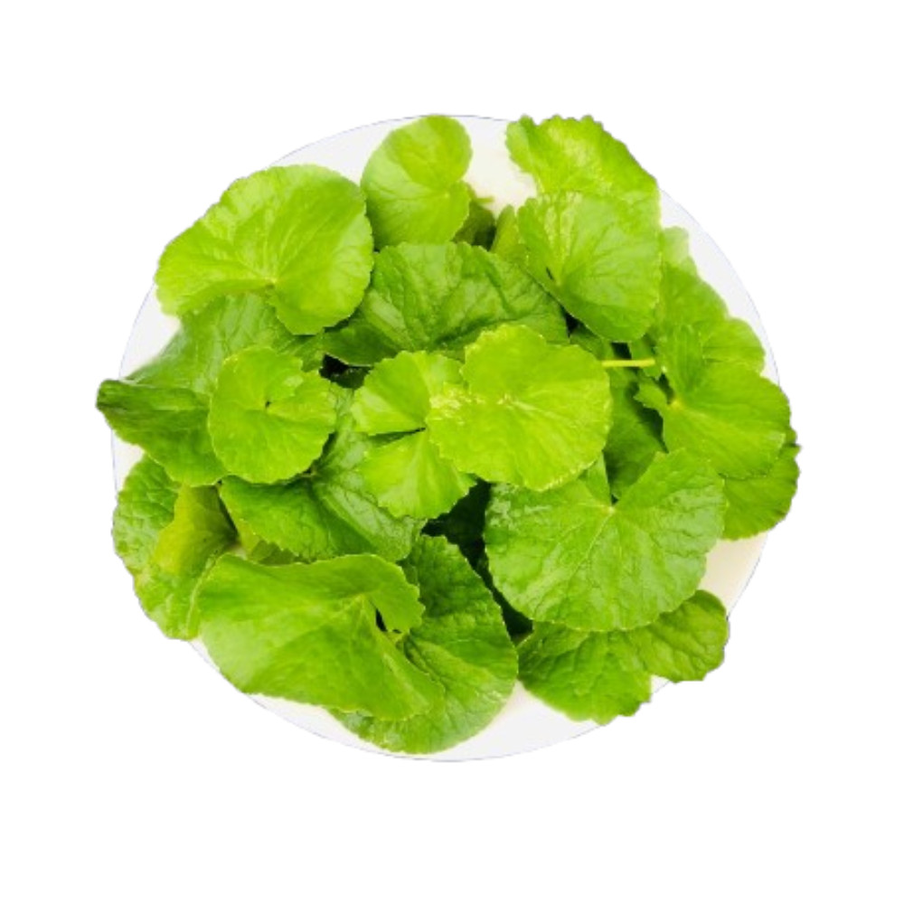 Gotu Kola Tea Bags (Centella Asiatica) 100% Natura Herbal Leaf Tea Caffeine Free