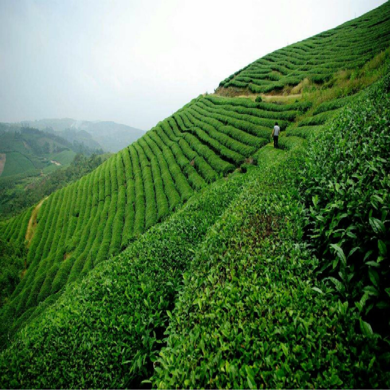 250g Anxi Tie Guan Yin Oolong Tea Natural Herbal Aromatic Refreshing
