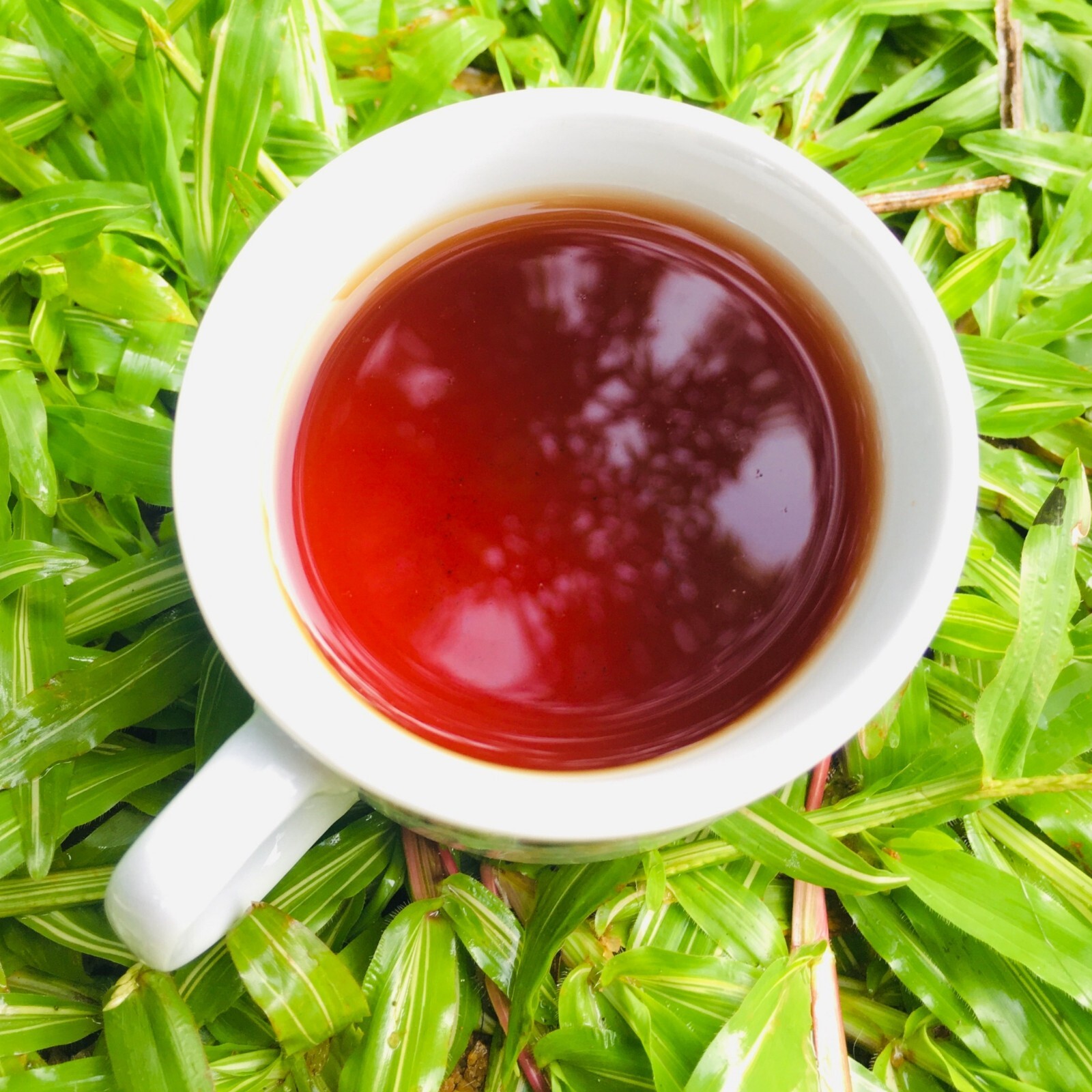 Premium Quality Ceylon Black Tea 100% Organic Natural BOPF Grade Loose Leaf Tea