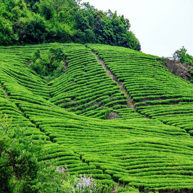 250g Famous Good Quality Dragon Well China Spring Longjing Green Tea