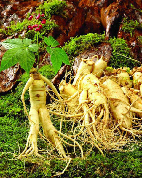 Taiwan Ginseng Oolong Tea 250g – Chinese Tieguanyin Ginseng Tea Loose Leaf