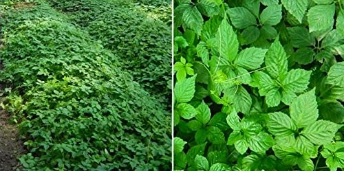 Jiaogulan Tea (Gynostemma Pentaphyllum) by | Organically Grown Loose Leaf Tea…