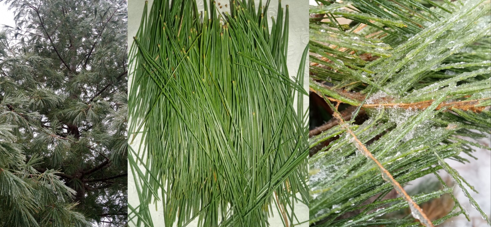 4oz MAINE DRIED EASTERN WHITE PINE NEEDLES PINUS STROBUS TEA ORGANIC