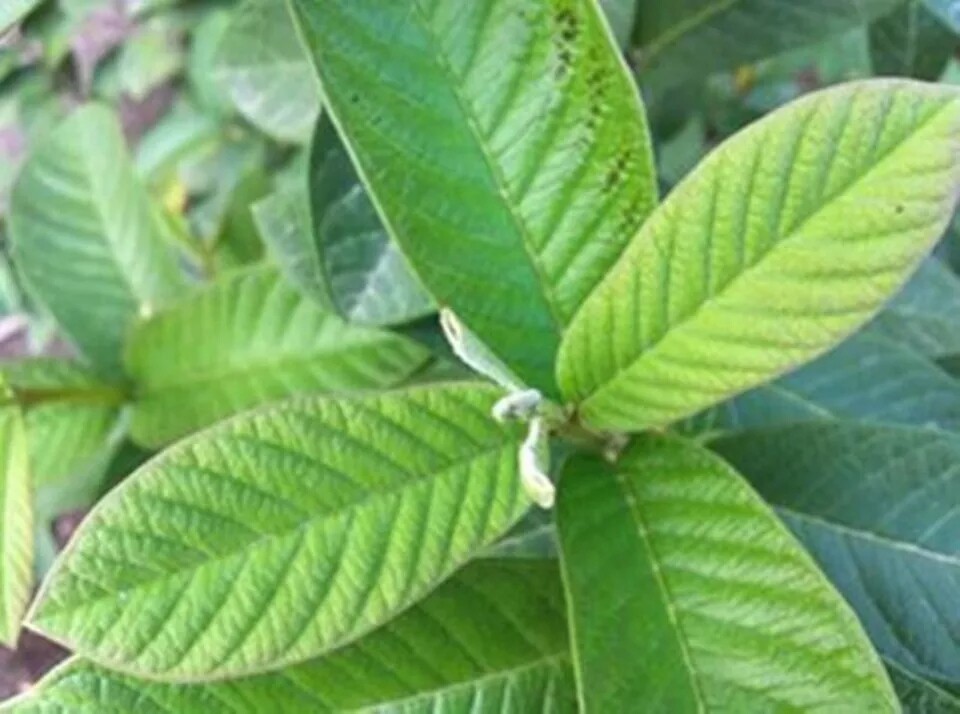 Dried guava leaf organic tea 100% Natural guava leaves and powder