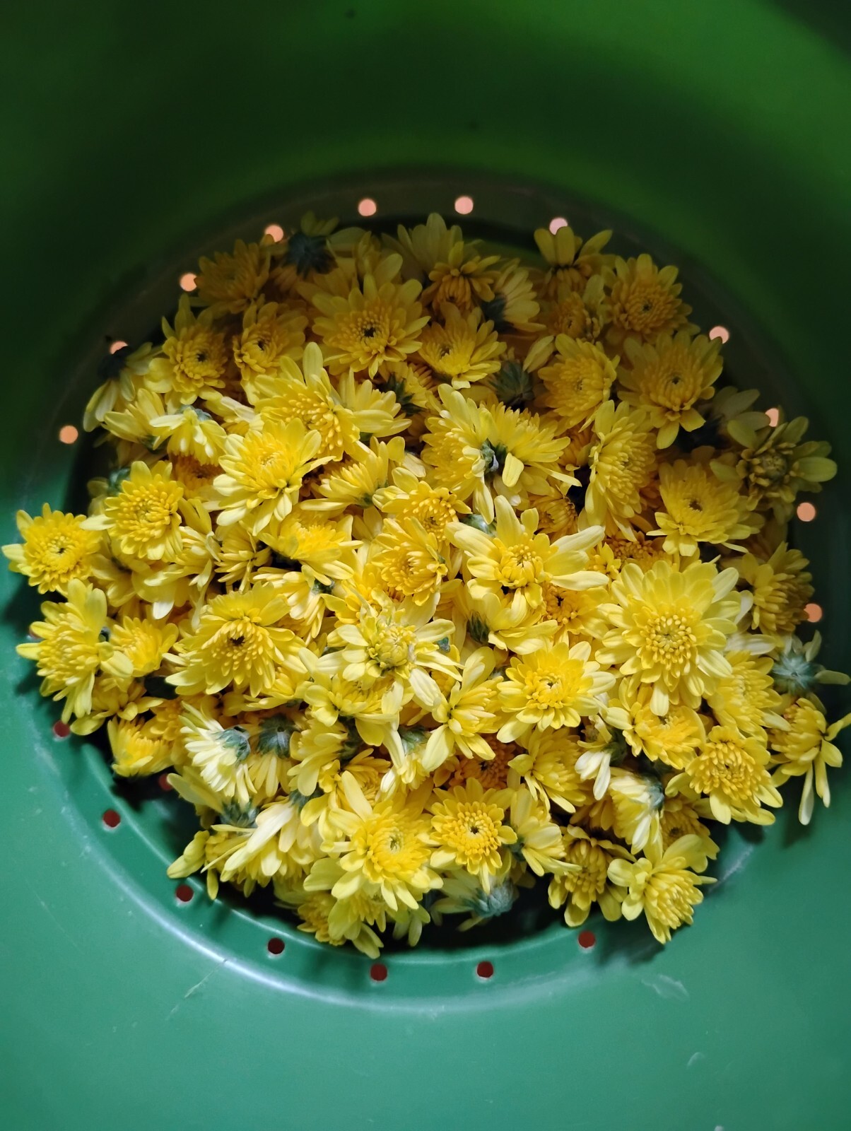 Tra HOA Cuc-Dried Organic Yellow Chrysanthemum Flower Tea- 3 oz -USA Product