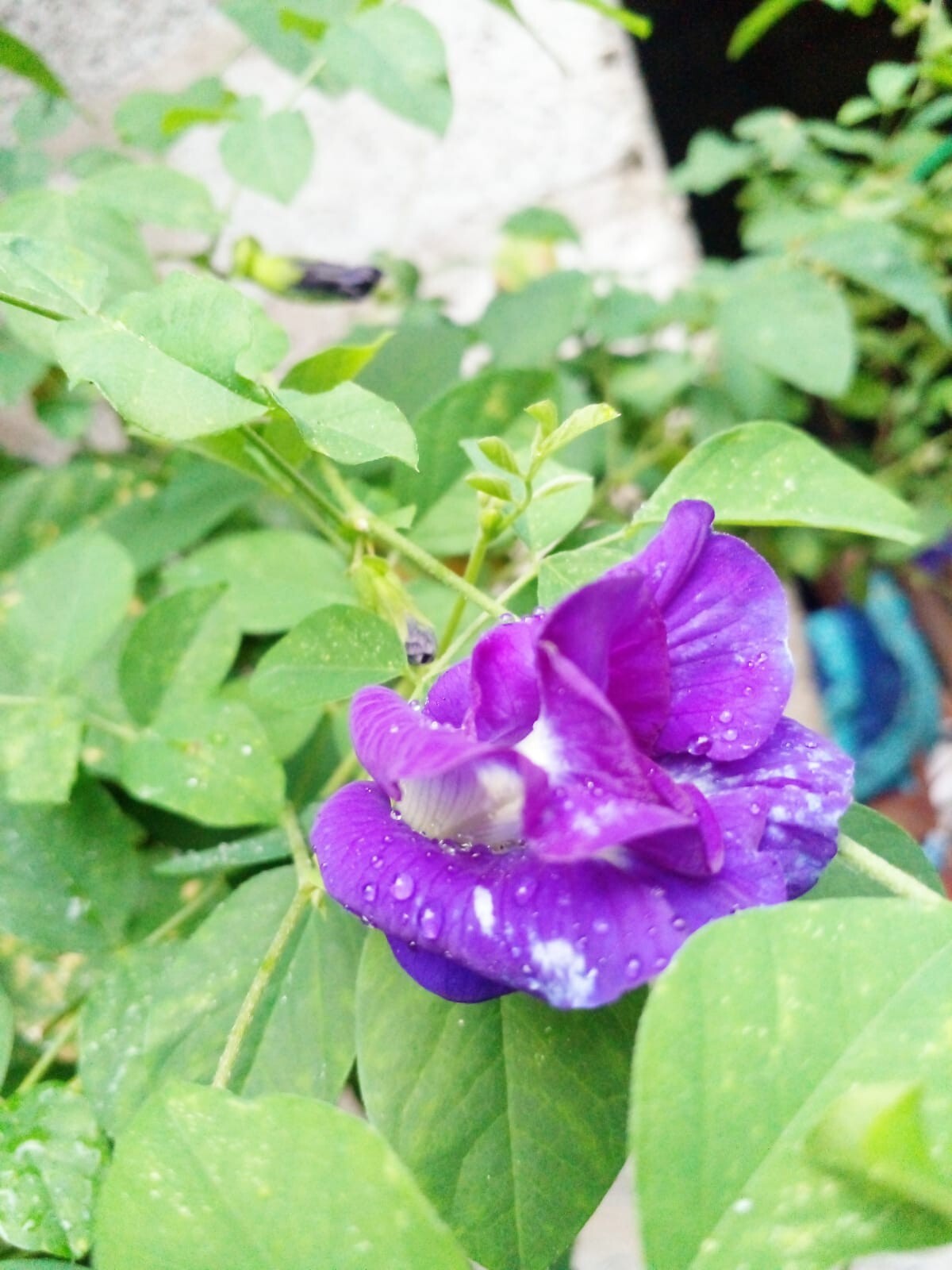 Butterfly Pea Flower Dried Blue Tea Nil Katarolu Pure Organic Natural Herbal 50g