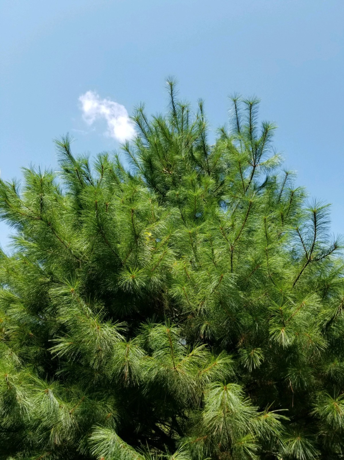Eastern Pine Tea Bags