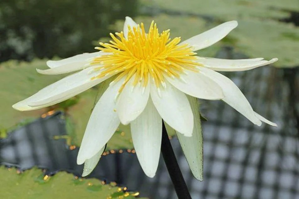 Egyptian White Lotus Flowers (Nymphaea Lotus) – 1 Ounce – Premium Quality