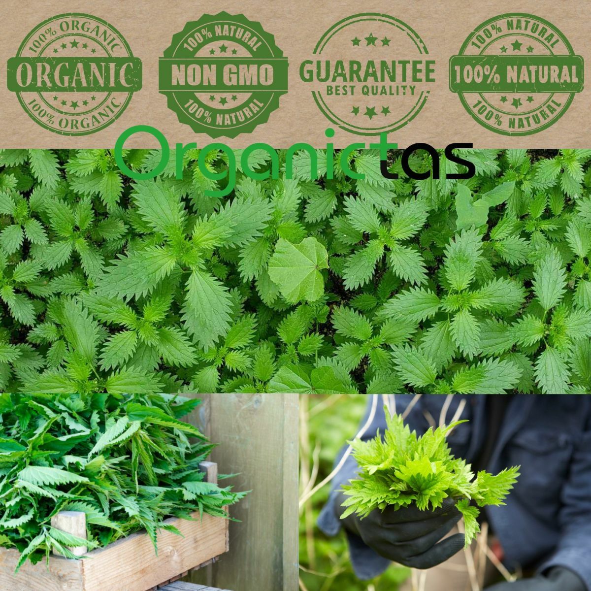 Stinging Nettle Root Tea | Premium Quality | Urtica Dioica | Loose Dried Cut Her