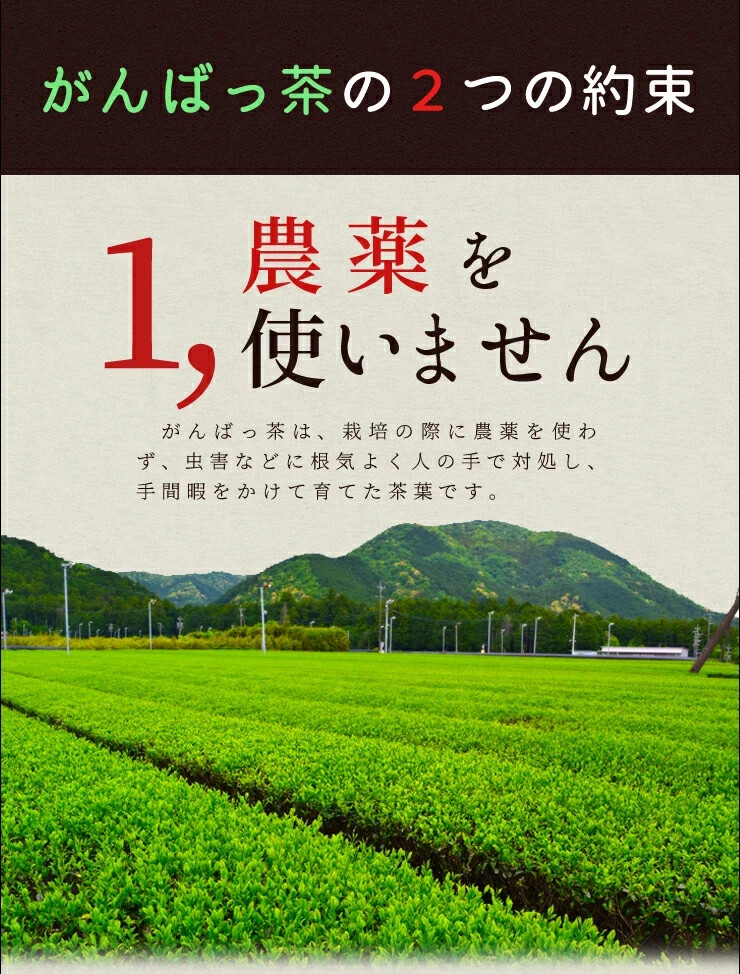 Ise tea Sencha tea bags 30 bags (15 bags x 2) Tea Pesticide-free Japanese tea Ma