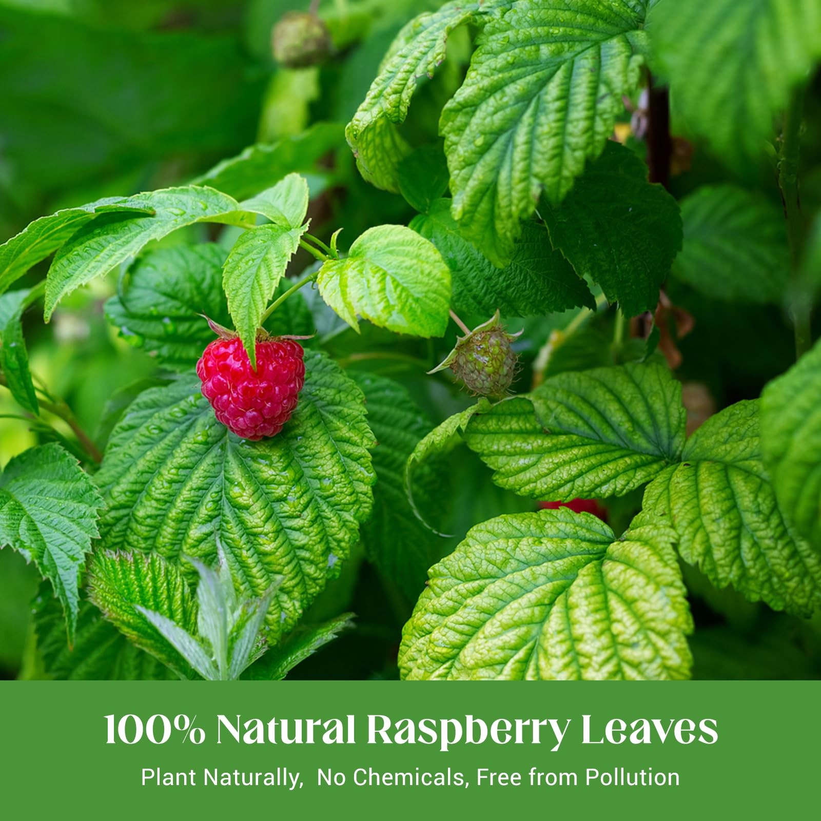 Raspberry Leaf Tea, 100% Natural & Pure Red 50 Bags/1 Pack