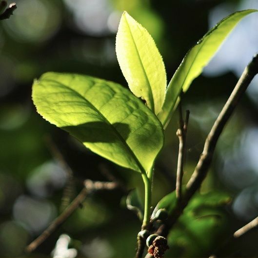 826 * 2014 Yunnan Long Run Tea Ripe Puer Tea Cake LinCang Old Tree Pu-erh 357g