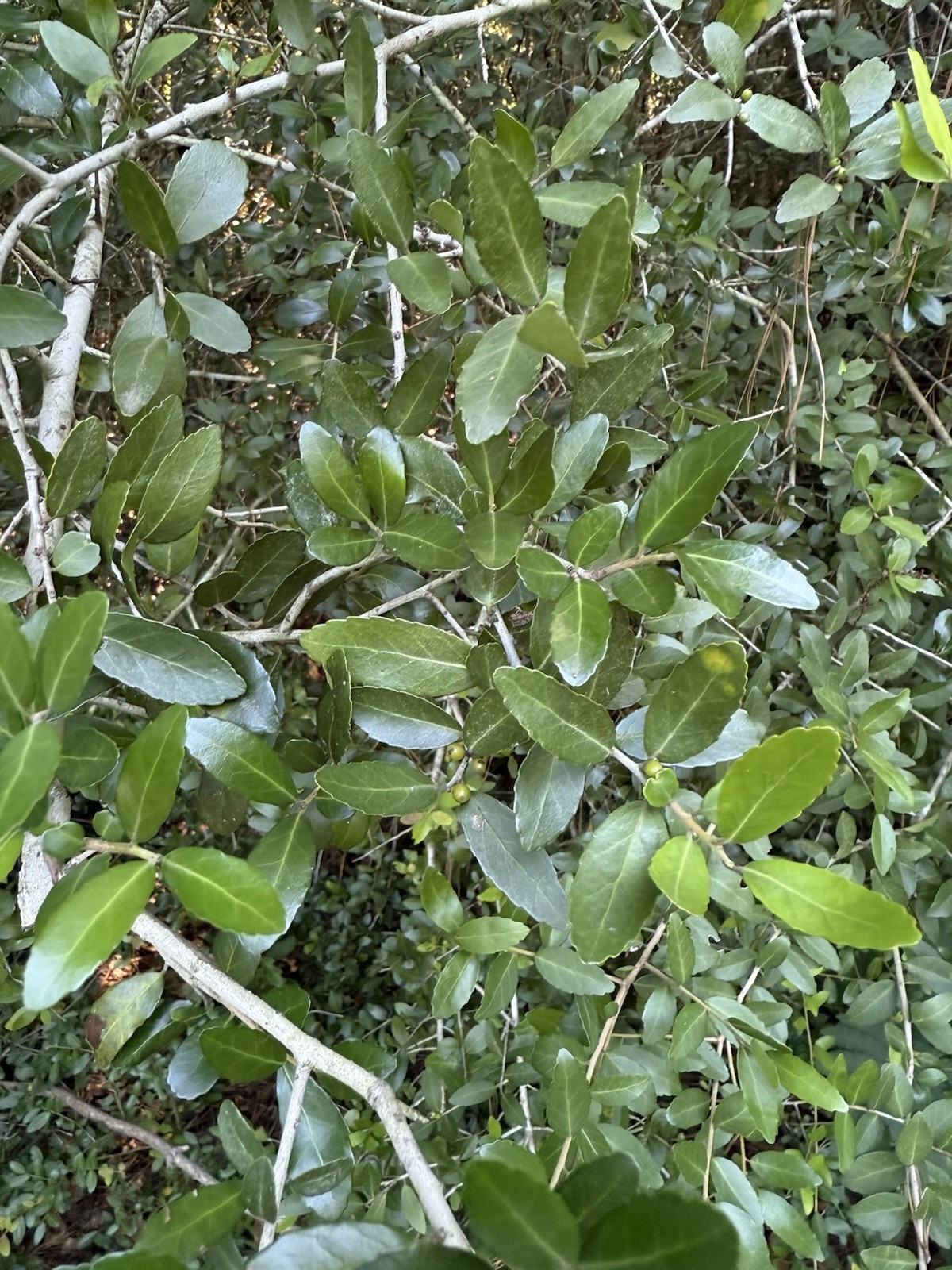 Wild-Foraged Yaupon Holly Leaves 4oz 100% Natural & Clean Dehydrated Caffeine