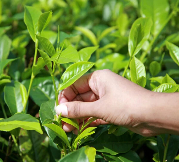 Ceylon Black Tea 100% Organic Premium Quality BOPF Natural Loose Leaf Tea