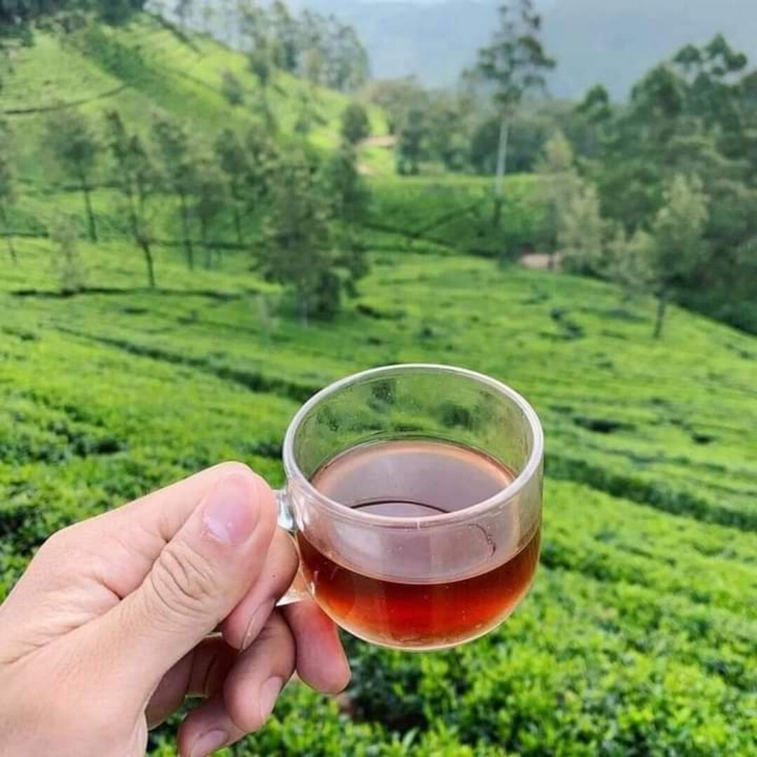 Ceylon Tea Loose Leaf Natural BOPF Black Tea – FREE SHIPPING