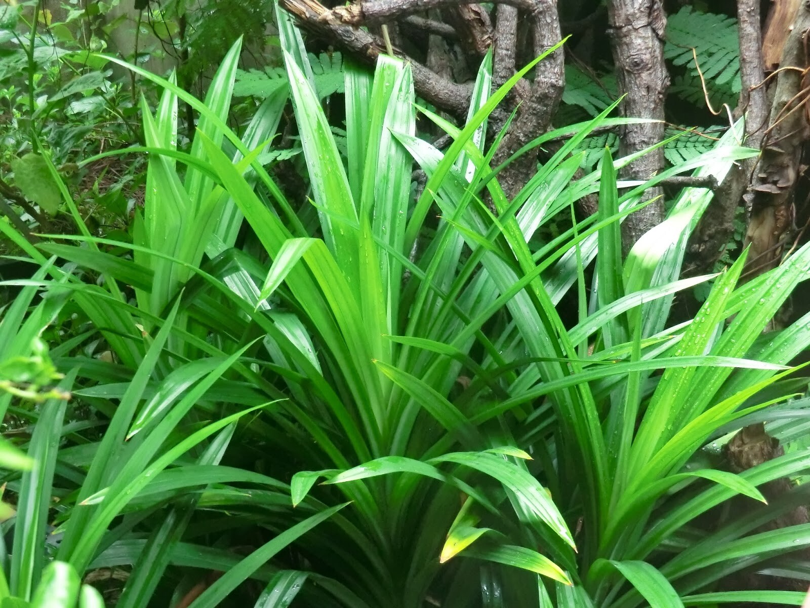 100% Organic Dried Pandan_Pandanus amaryllifolius_SUPER FRESH_Natural Green Dye
