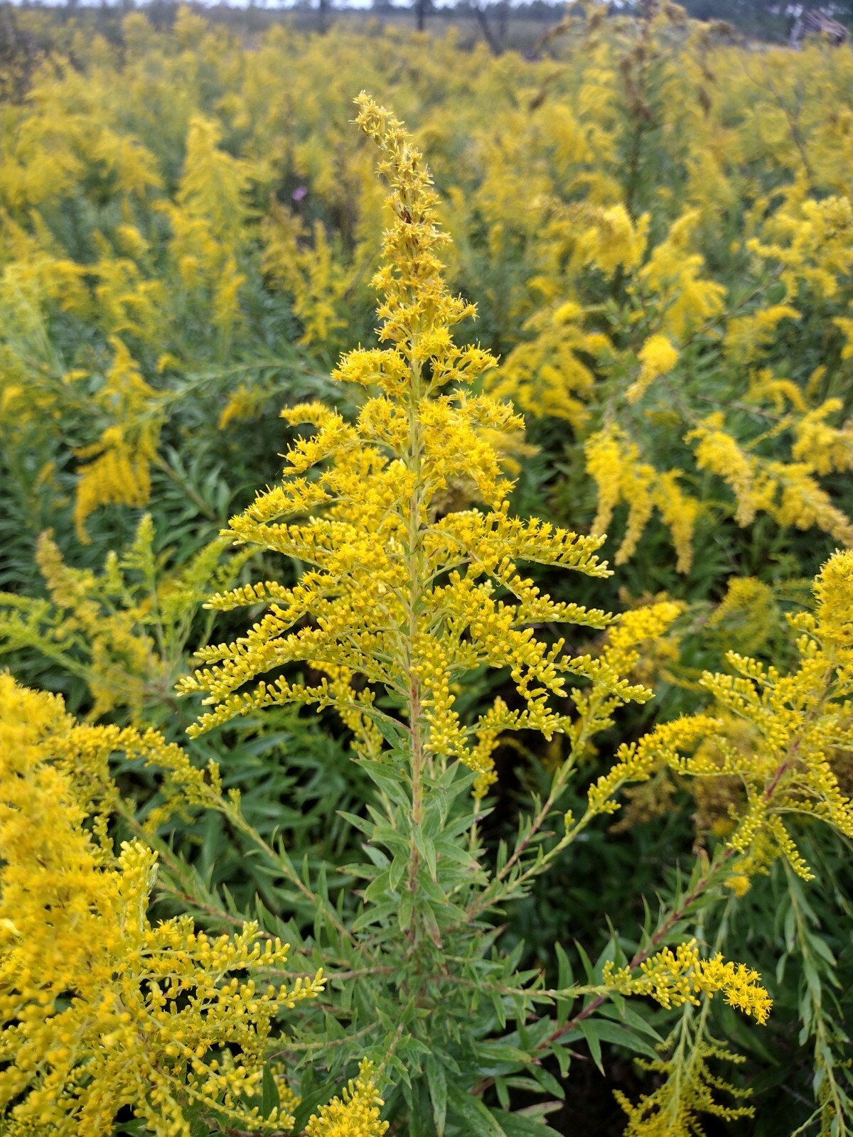 Goldenrod Flower Tea – BULK – 1/4 lb (4 oz)/0.114 kg (114 g)