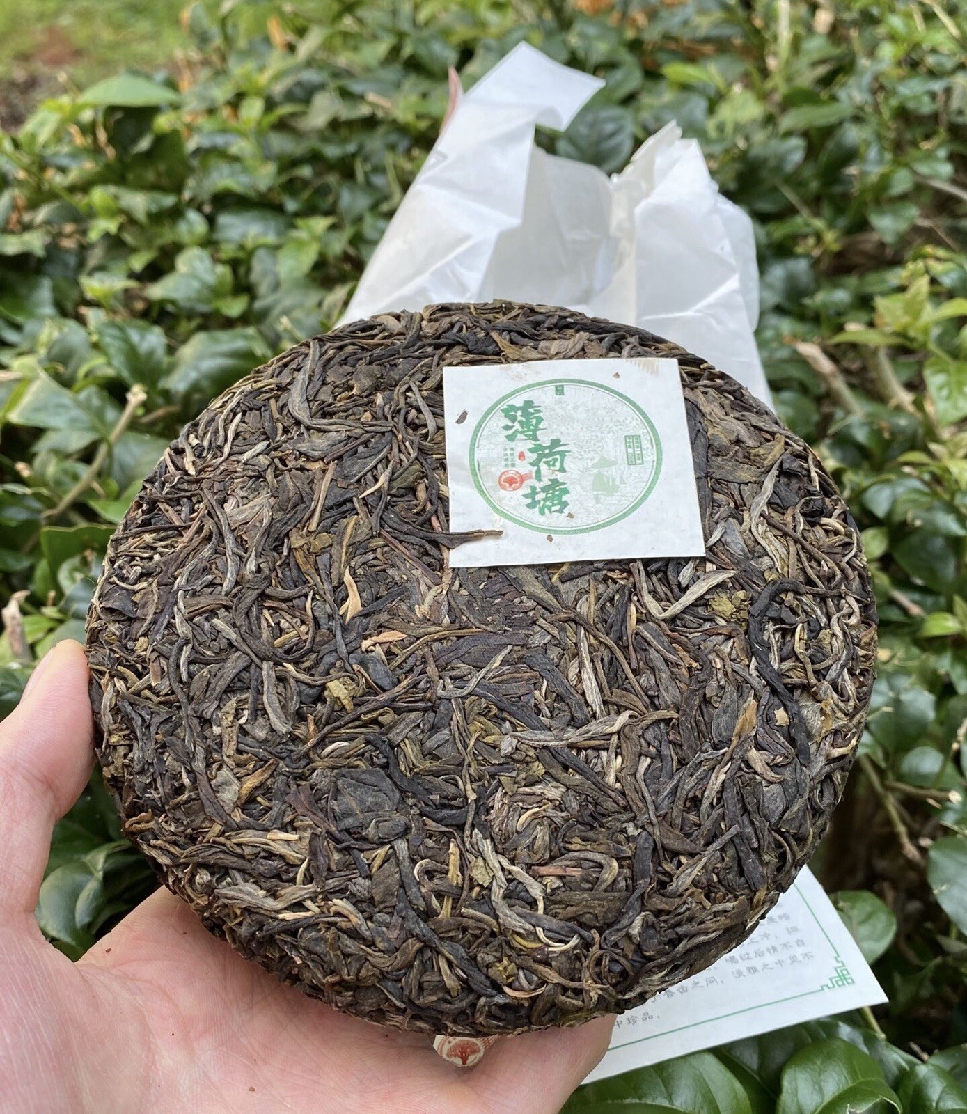 易武 薄荷塘 Pu-erh Sheng (Raw) Tea & Infusion Brick 200g Chinese 普洱生茶