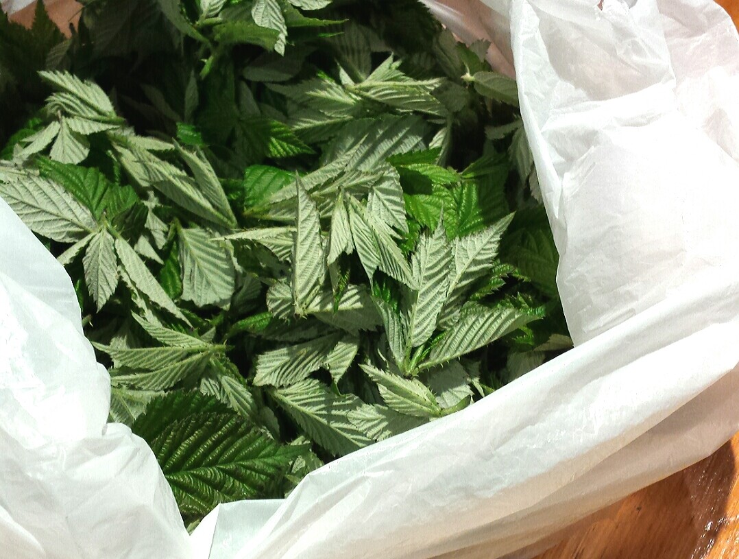 Blackberry Leaf TEA Organic Herbal Loose Dry LEAF 100% Natural NO GMO Homemade