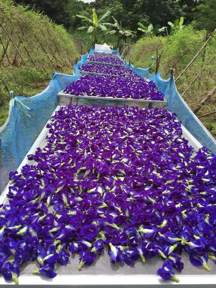 Premium Dried BUTTERFLY PEA Flowers Thai Tea Ayurveda NIL KATAROLU Healthy Drink