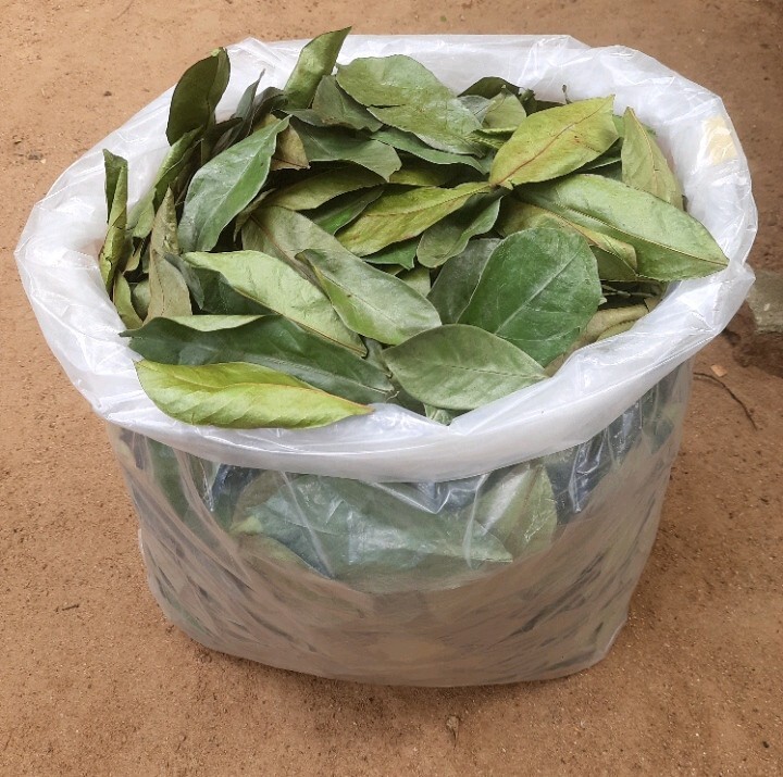 400+ Dried Soursop Leaves Annona HOJAS DE GUANABANA GRAVIOLA Quality Herbal Tea