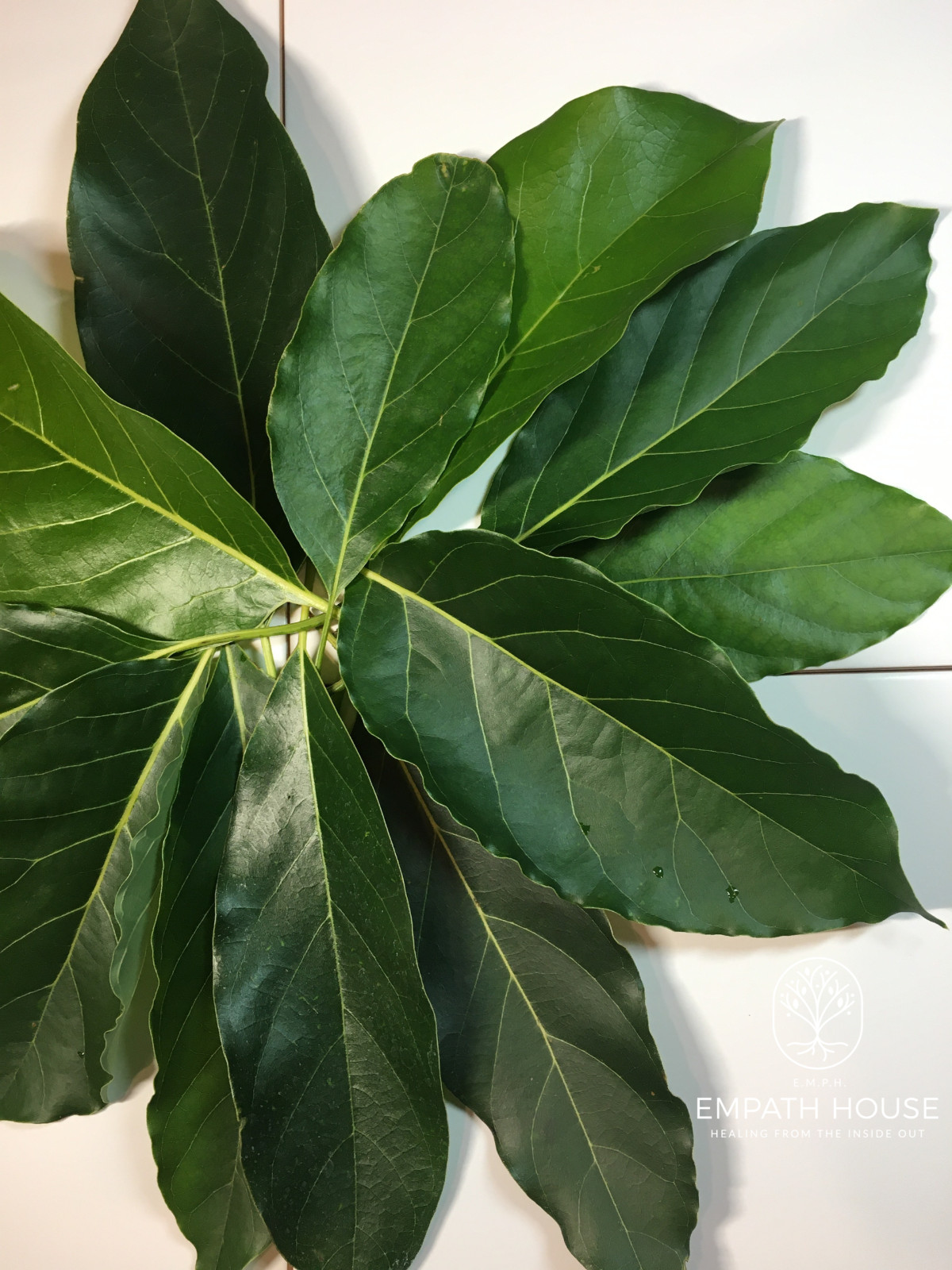 Mango Leaf & Avocado Leaf Herbal Tea 100% Organic Florida Grown USA