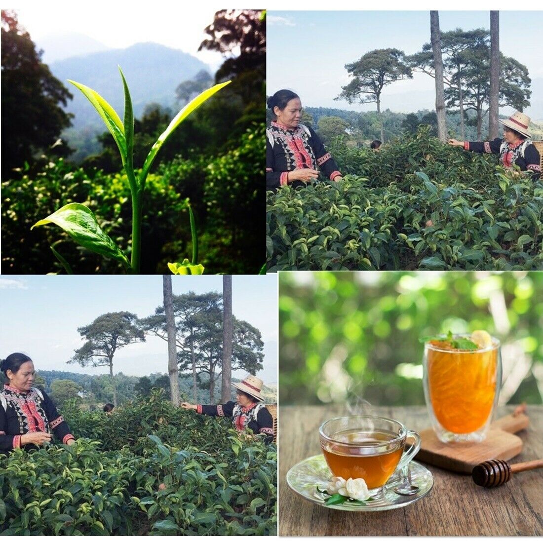 Raming Thai Jasmine Tea Health Organic Natural Refreshing Green Leaves Herb 70g