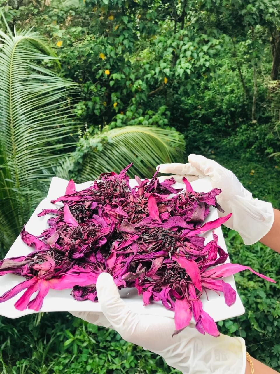 Ceylon Red Lotus 1lb Nymphaea Rubra 100% Hand Pick Organic Herbal Flowers Tea