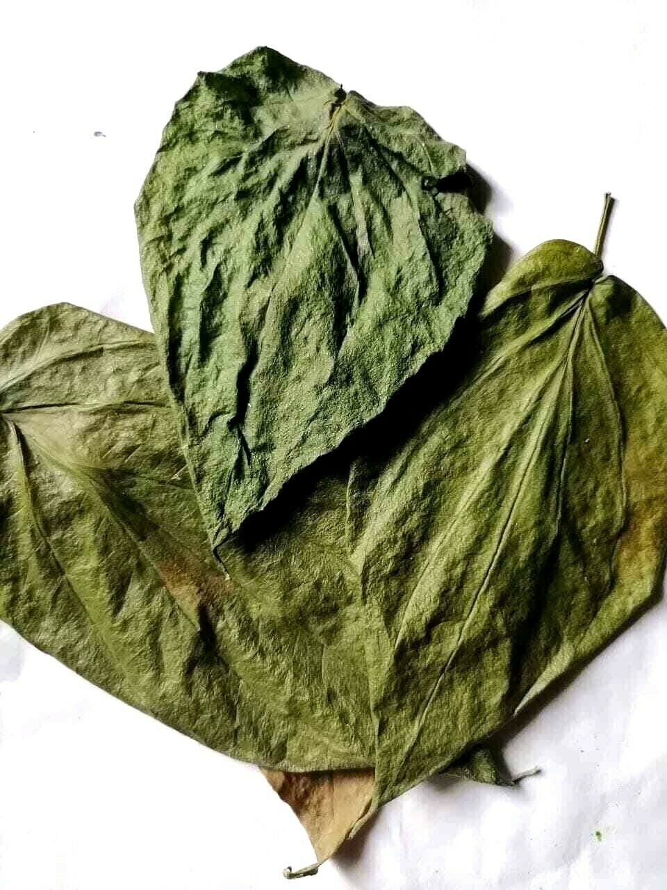 100% Organic Natural Quality Ceylon Fresh Pure DRIED BETEL (PAAN) Leaves 50
