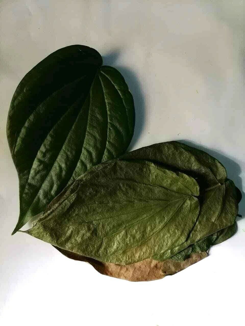 100% Organic Natural Quality Ceylon Fresh Pure DRIED BETEL (PAAN) Leaves 50