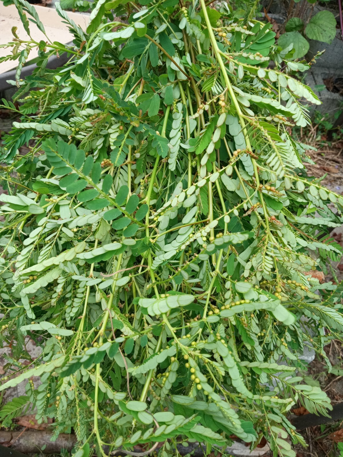 1 Cup Air Dried Stone breaker/Chamber Bitter/Chanca Piedra Herbal Tea.US grown.