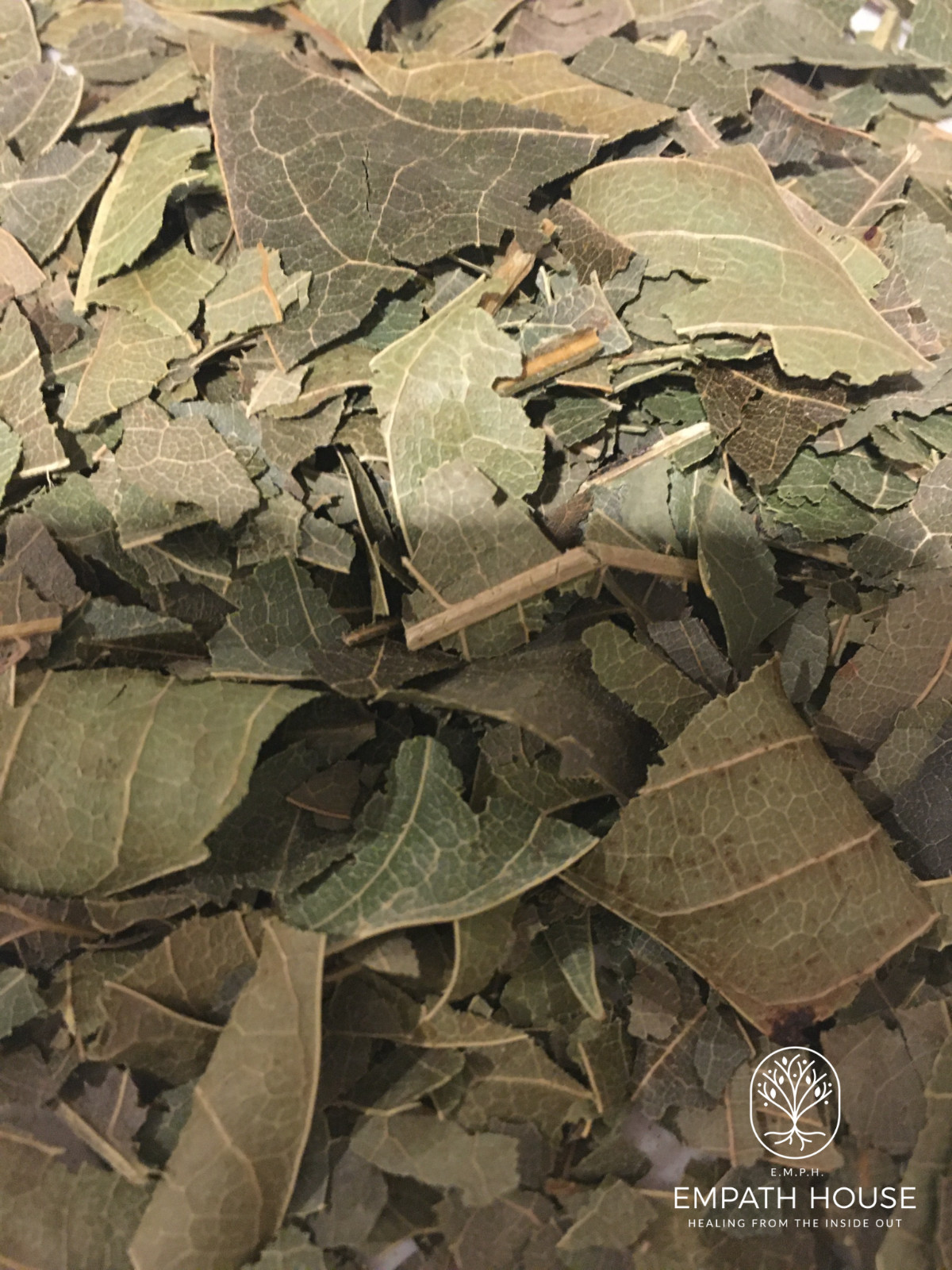 Mango Leaf Herbal Tea Dried 100% Organic Florida Grown USA