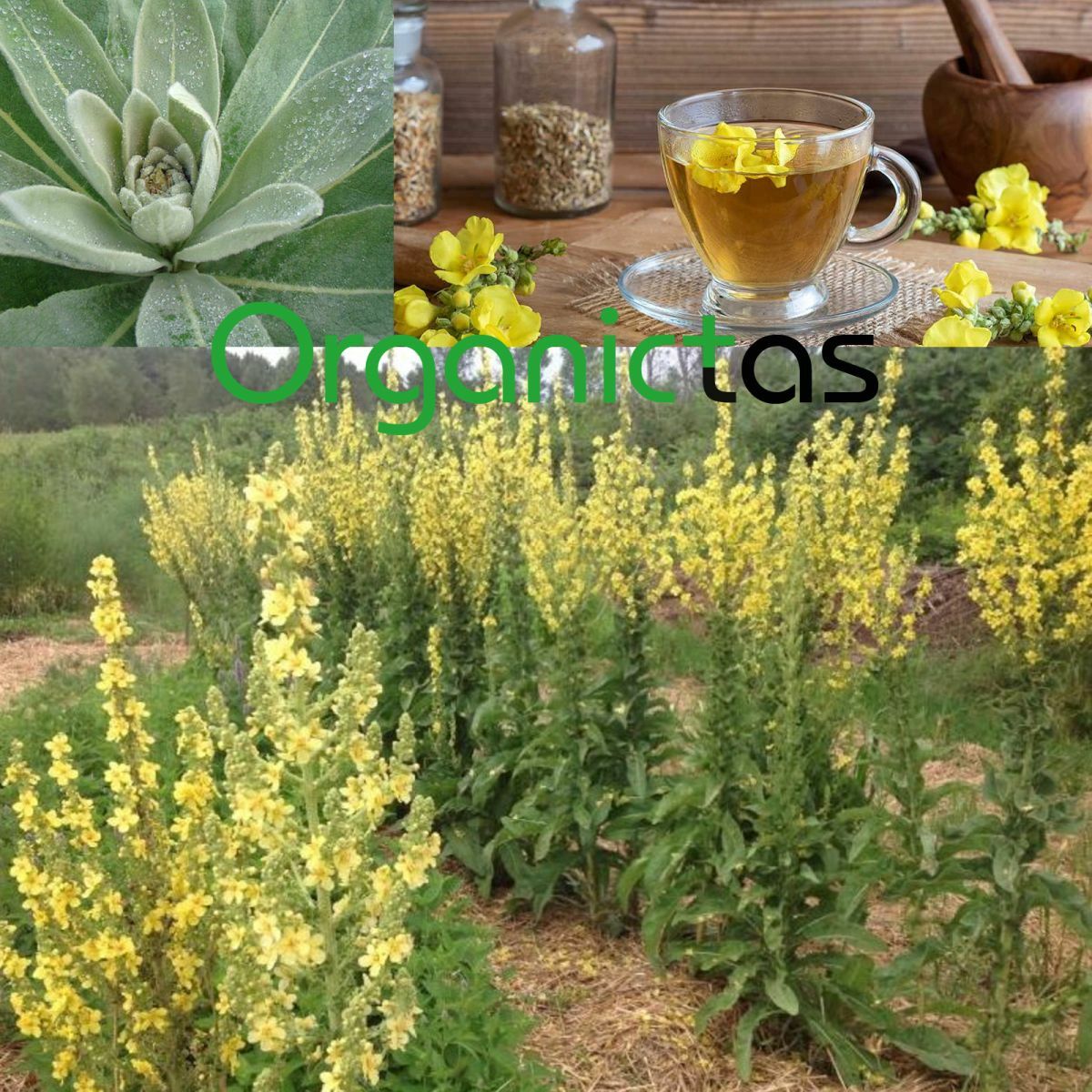 Organic MULLEIN Leaves & Flowers Cut Herbal Tea (Verbascum Thapsus) Grade A 100g