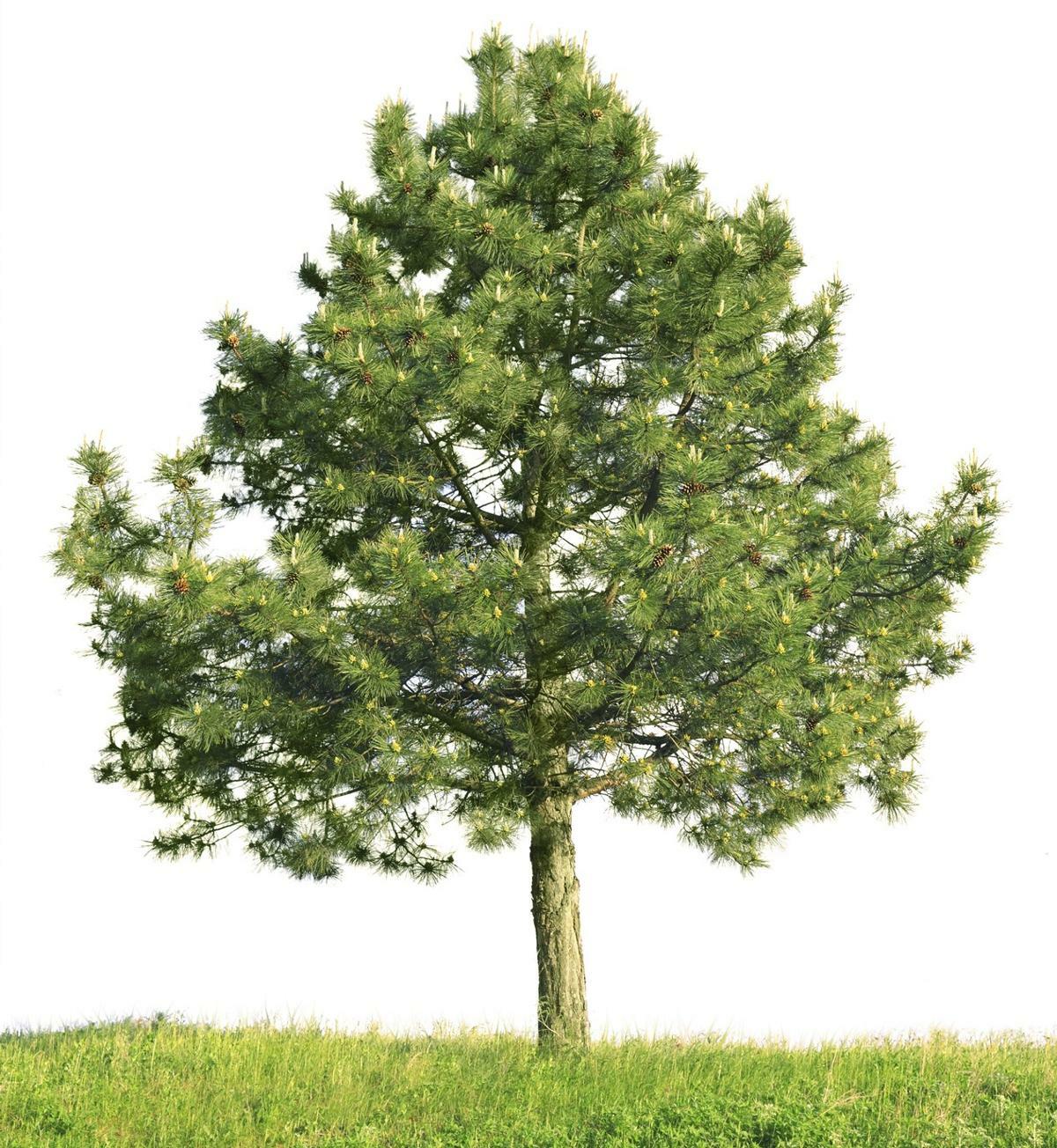 Fresh Wild Harvest Pine Tree Needle Tea leaves 10 oz. SURAMIN & SHIKIMIC ACID