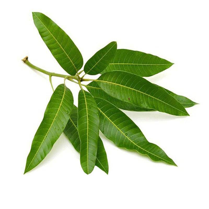 ORGANIC 100% DRIED MANGO LEAF POWDER Ceylon homemade herbal tea 40g